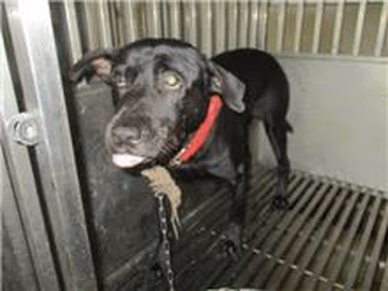 Black adult male mixed-breed dog, Medium, shelter no. …1007