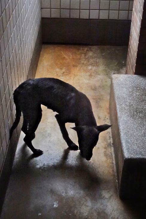 Black adult female mixed-breed dog, Large, shelter no. …0679