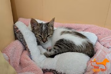 Brown tabby female European Shorthair, shelter no. …4149