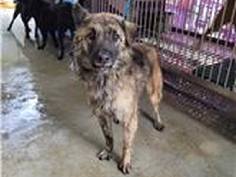 Tabby adult female mixed-breed dog, Small, shelter no. …2002