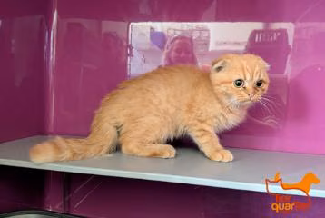 Tabby young male Scottish Fold, shelter no. …4114