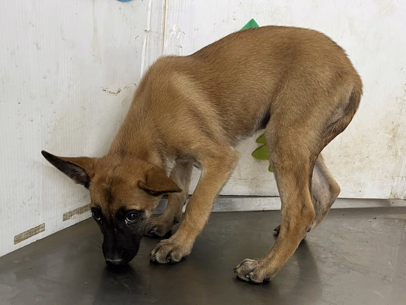 Tan young female mixed-breed dog, Large, shelter no. …2406