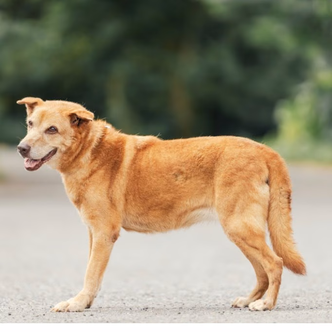 Tan adult female mixed-breed dog, Medium, shelter no. …8001