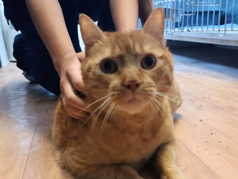 Simba、成犬・成猫 · オス · ヨーロピアンショートヘア