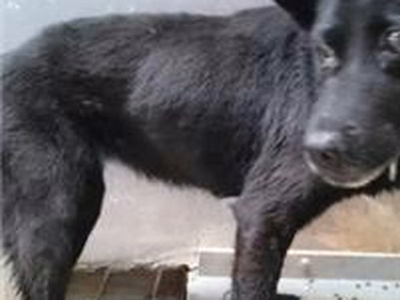 Black adult male mixed-breed dog, Medium, shelter no. …1403