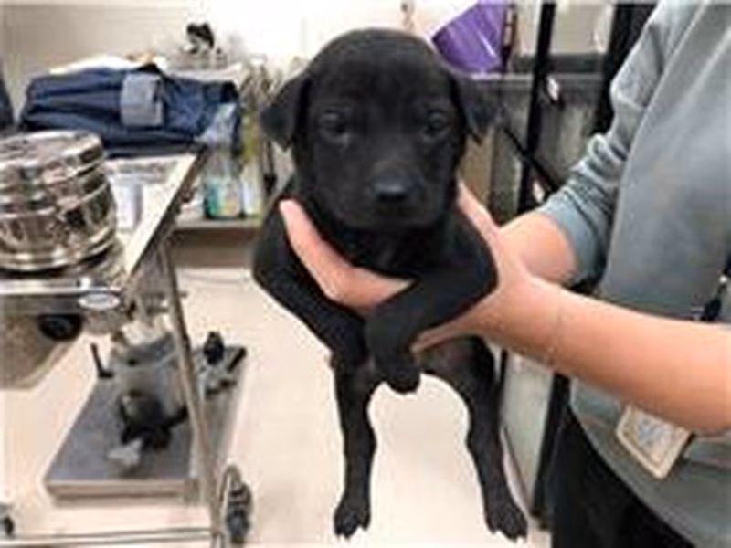 Black adult female mixed-breed dog, Medium, shelter no. …8001