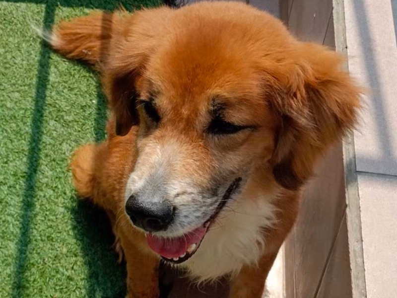 Tan-and-white adult male mixed-breed dog, Medium, shelter no. …5-01