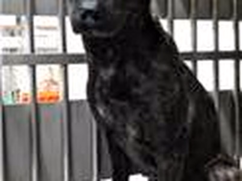 Black adult female mixed-breed dog, Medium, shelter no. …8003