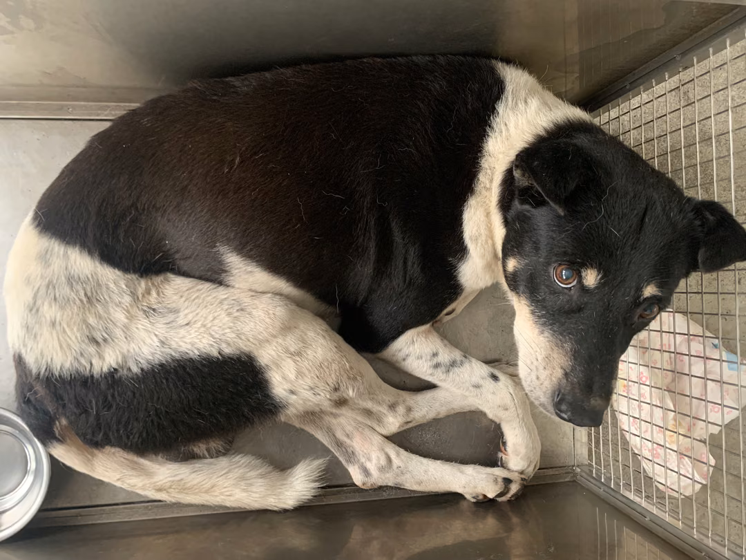 Black-and-white adult male mixed-breed dog, Medium, shelter no. …0204