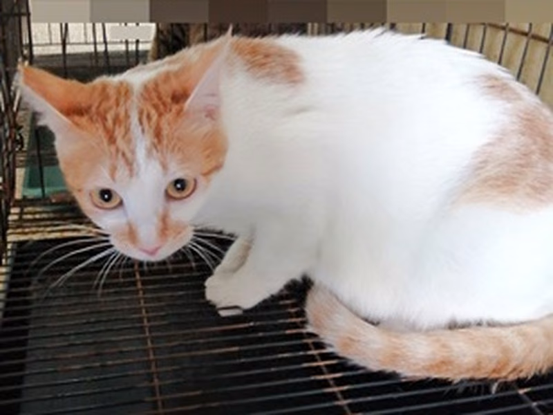 Orange-and-white adult female mixed-breed cat, Small, shelter no. …0004