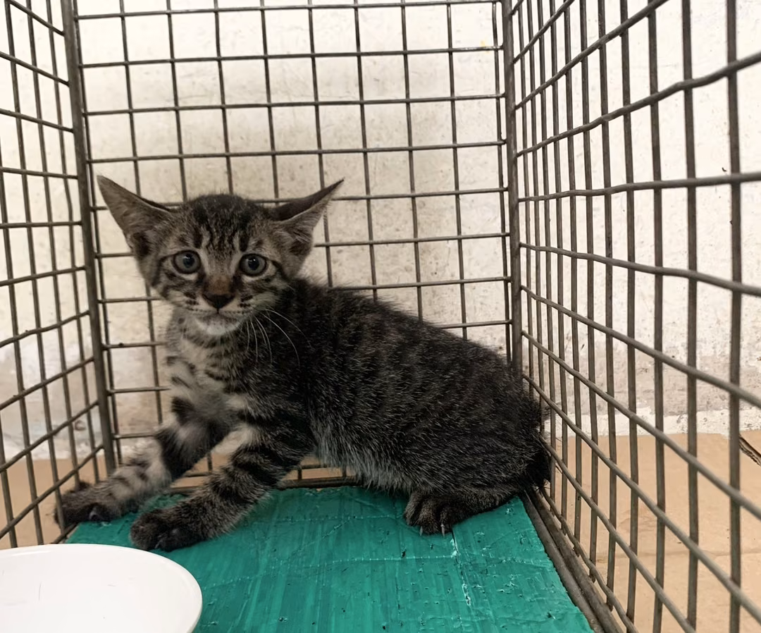 Tabby young male mixed-breed cat, Small, shelter no. …1903