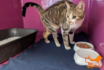 Brown tabby young female mixed-breed cat, shelter no. …4418