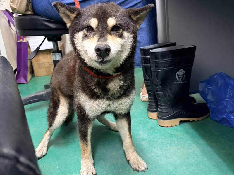 Black-and-white adult female Shiba Inu, Medium, shelter no. …1002
