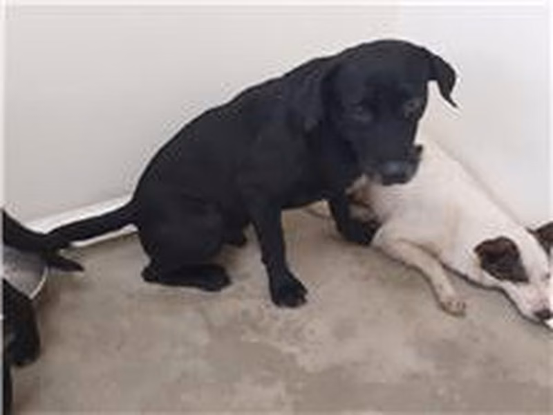 Black adult male mixed-breed dog, Medium, shelter no. …2306