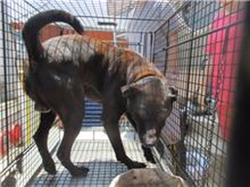 Black adult male mixed-breed dog, Medium, shelter no. …0007