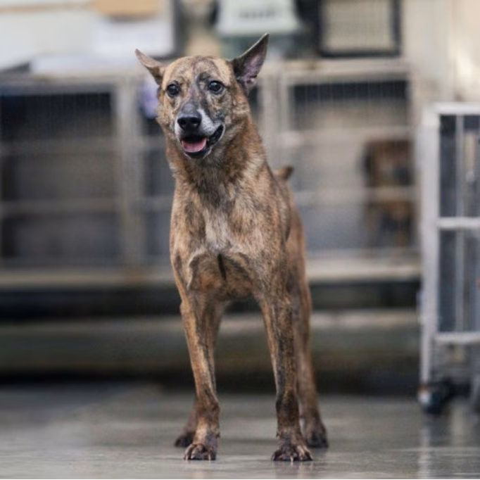 Tabby adult male mixed-breed dog, Medium, shelter no. …0401