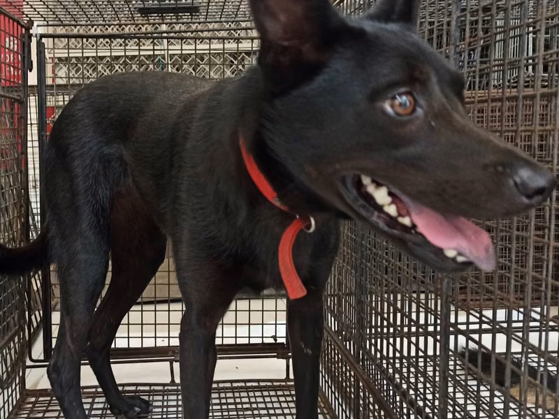 Black adult female mixed-breed dog, Medium, shelter no. …6D01