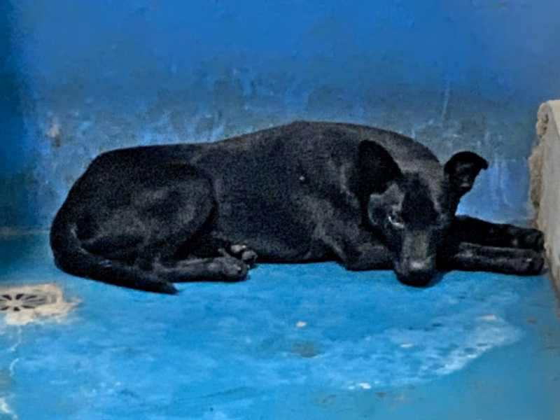 Black adult male mixed-breed dog, Large, shelter no. …8003