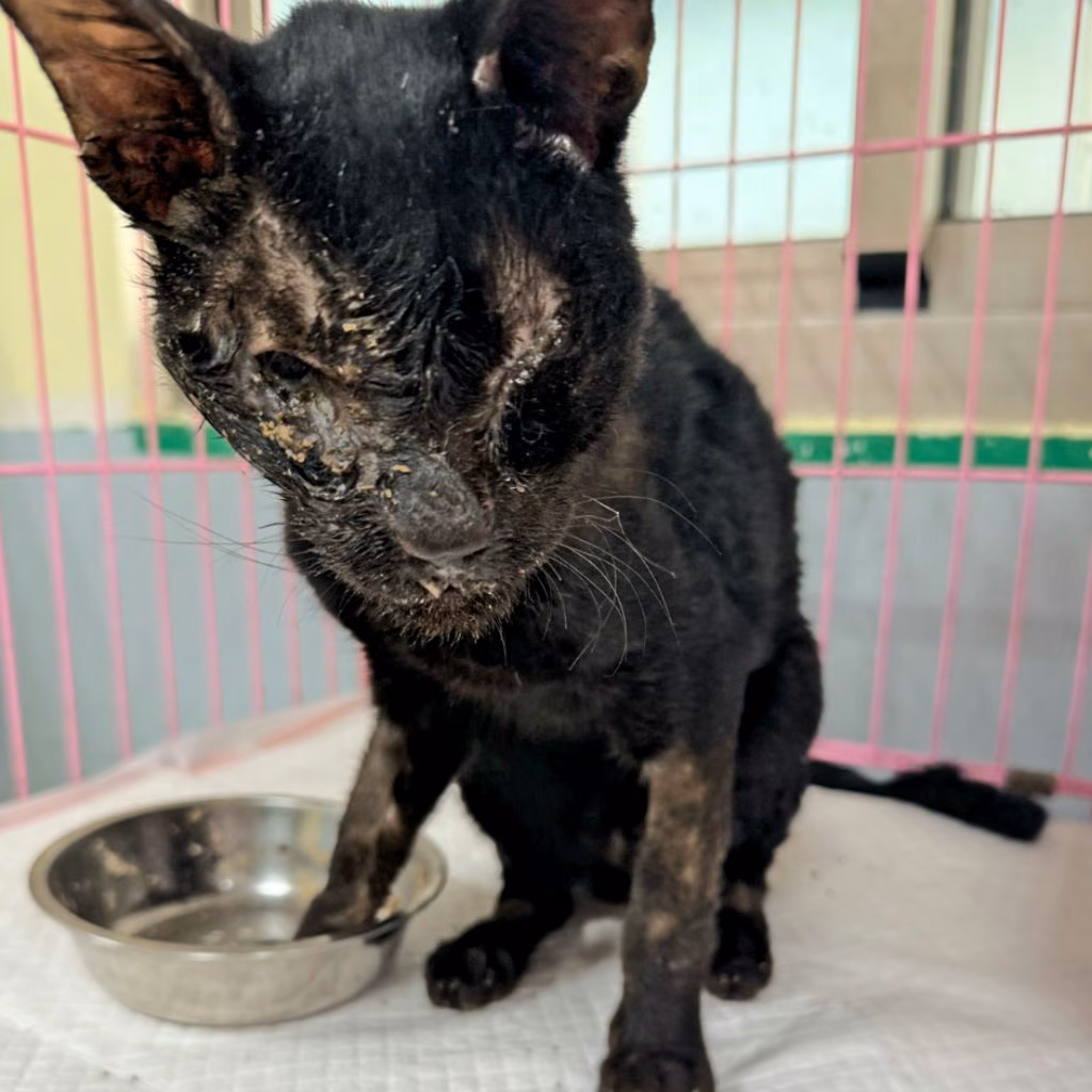 Black adult male mixed-breed cat, Medium, shelter no. …2-01
