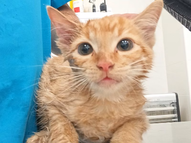 Zuckerberg, Baby · Male · Small · European Shorthair