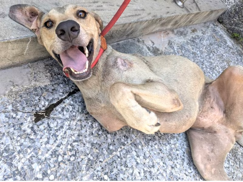Cream adult female mixed-breed dog, Medium, shelter no. …8003