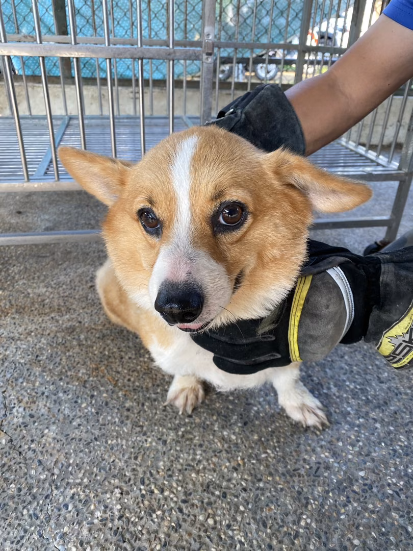 Patched adult male Welsh Corgi, Medium, shelter no. …4-05