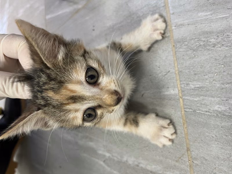 Calico young female mixed-breed cat, Small, shelter no. …6010
