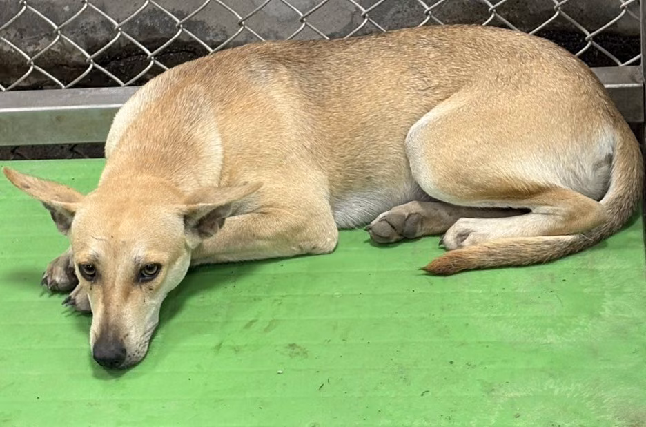 Tan adult female mixed-breed dog, Large, shelter no. …6001