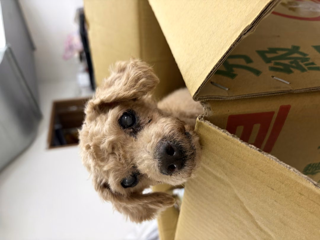 poodle (Lalaki, Matanda na, kayumanggi), Maliit, blg. ng shelter …4003