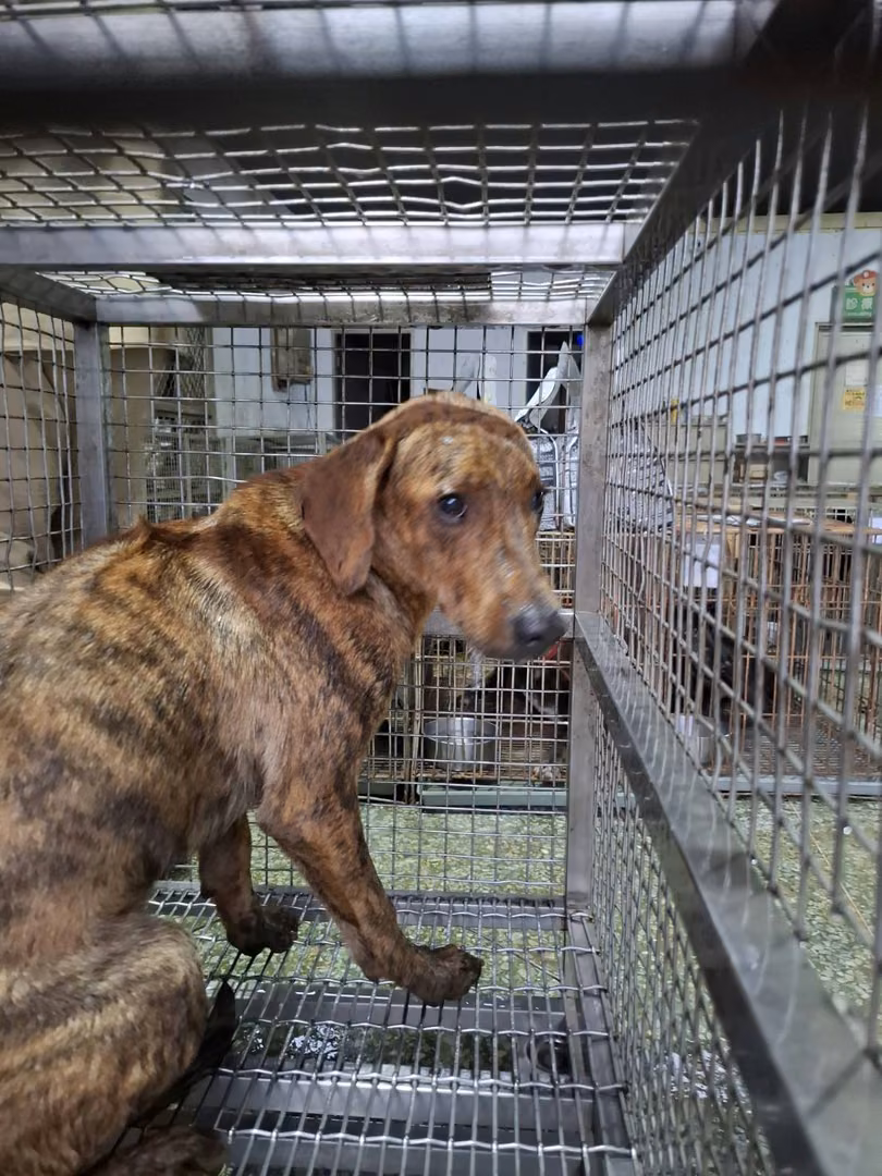 Tabby adult male mixed-breed dog, Large, shelter no. …6-10