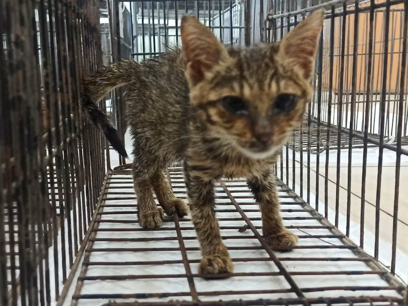 Young female mixed-breed cat, Small, shelter no. …1C04