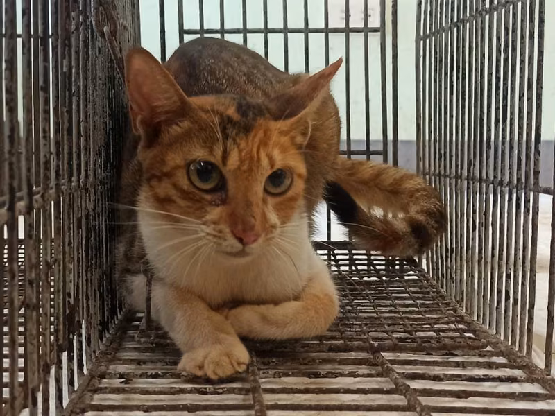 Adult female mixed-breed cat, Small, shelter no. …5C01
