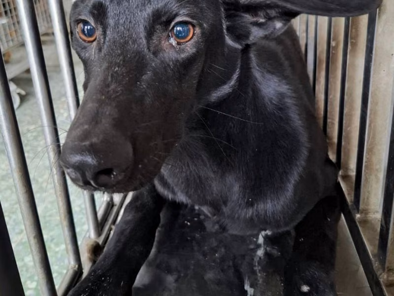 Black adult male mixed-breed dog, Medium, shelter no. …5-06