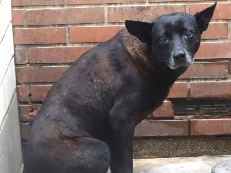 Black adult male mixed-breed dog, Large, shelter no. …0570