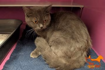 Gray adult female British Shorthair, shelter no. …4452