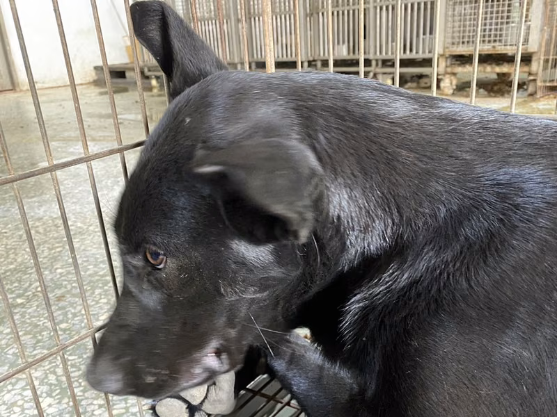Black adult male mixed-breed dog, Medium, shelter no. …1-05