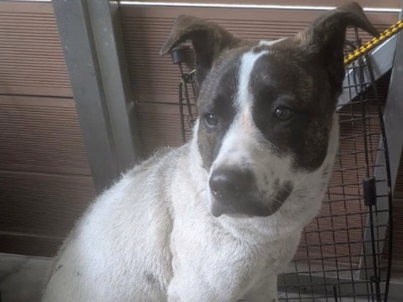 Black-and-white adult male mixed-breed dog, Medium, shelter no. …0003