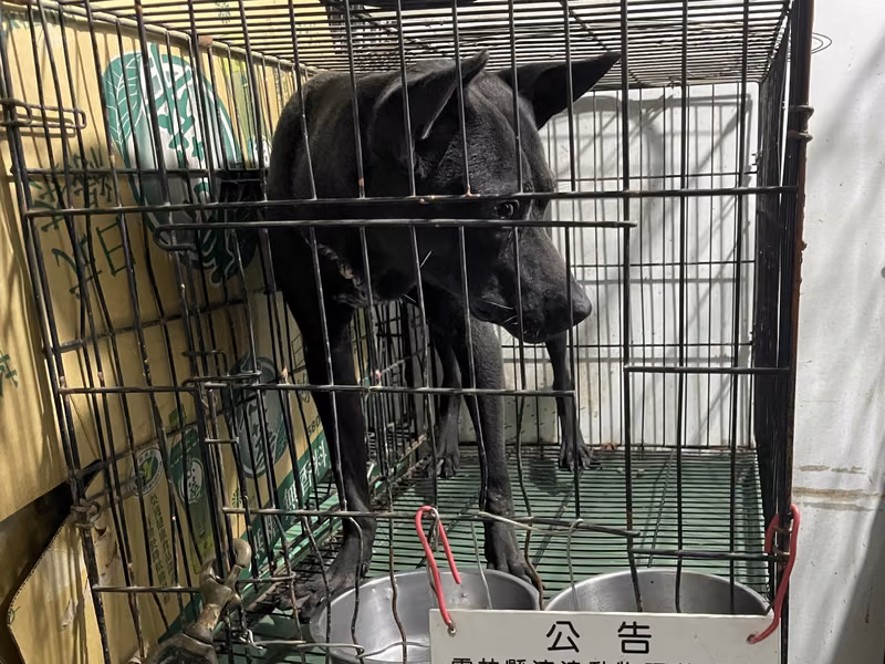 Black adult male mixed-breed dog, Medium, shelter no. …005D