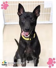 Black adult male mixed-breed dog, Medium, shelter no. …0201