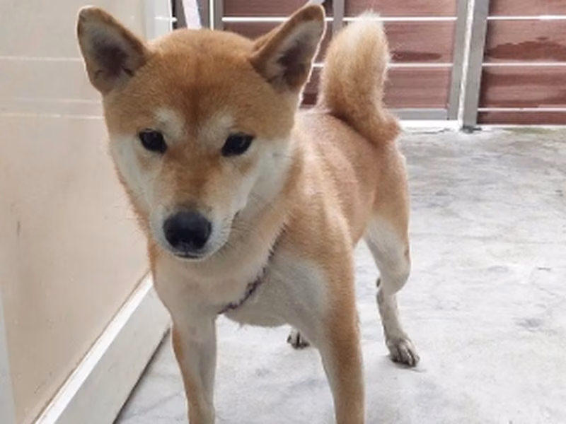 Brown adult female Shiba Inu, Medium, shelter no. …5002