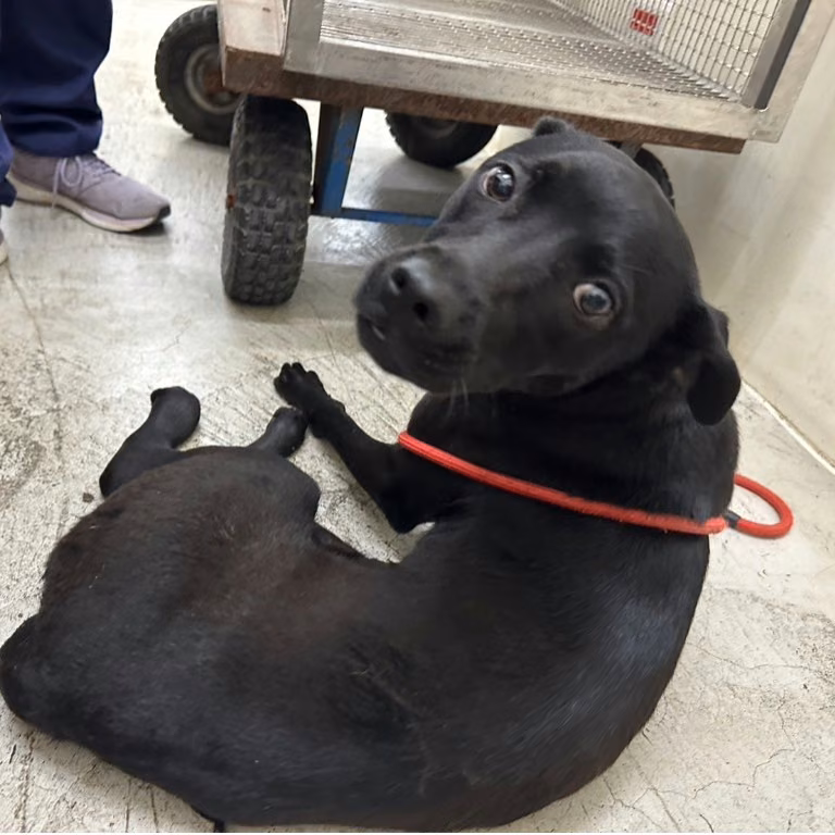 Black adult female mixed-breed dog, Medium, shelter no. …1903