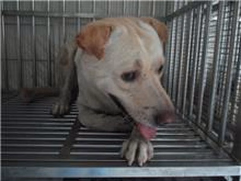 Tan adult male mixed-breed dog, Large, shelter no. …1R13