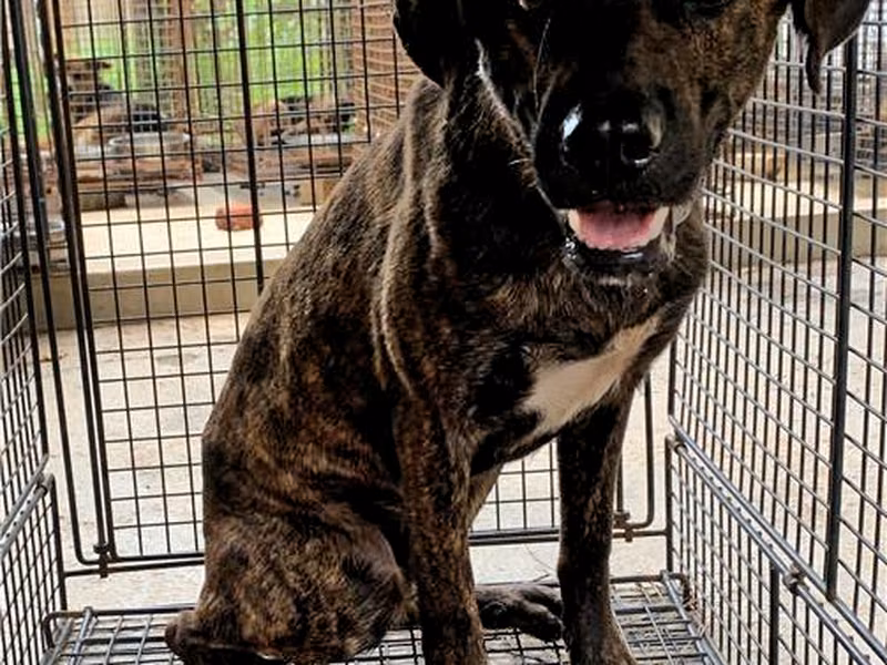 Tabby adult male mixed-breed dog, Large, shelter no. …8011