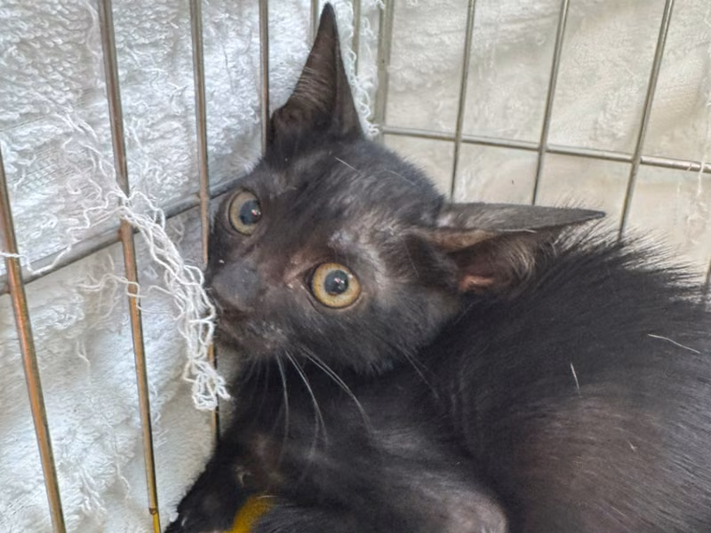 Black young female mixed-breed cat, Small, shelter no. …5017
