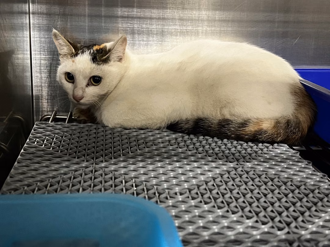 Patched adult female mixed-breed cat, Medium, shelter no. …2012