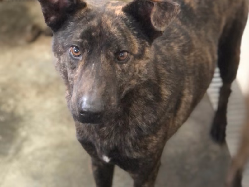 Tabby adult male mixed-breed dog, Large, shelter no. …6007