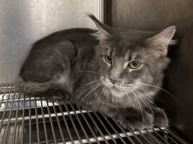 Tabby adult male Maine coon, Medium, shelter no. …9002