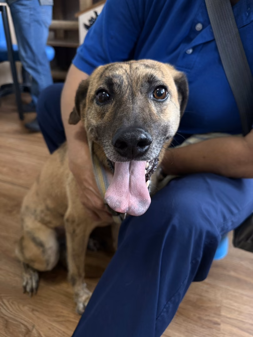 Tabby adult female mixed-breed dog, Medium, shelter no. …5002