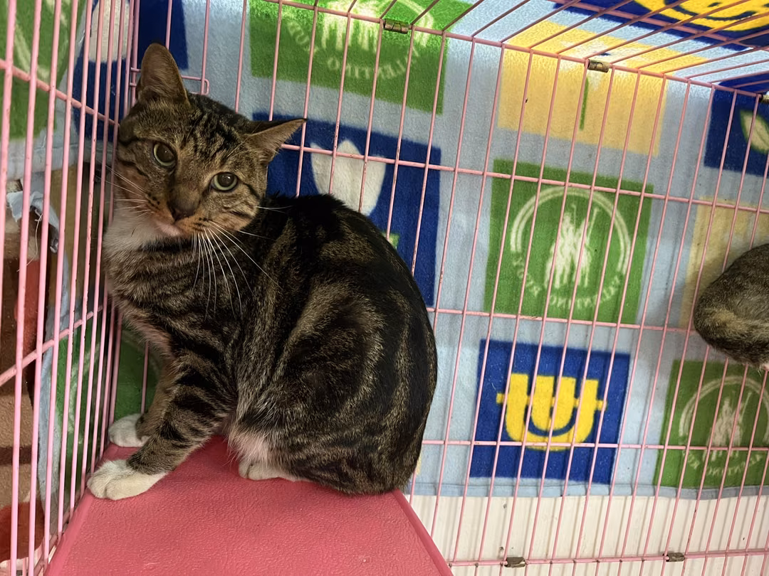 Tabby-and-white adult male mixed-breed cat, Medium, shelter no. …2304