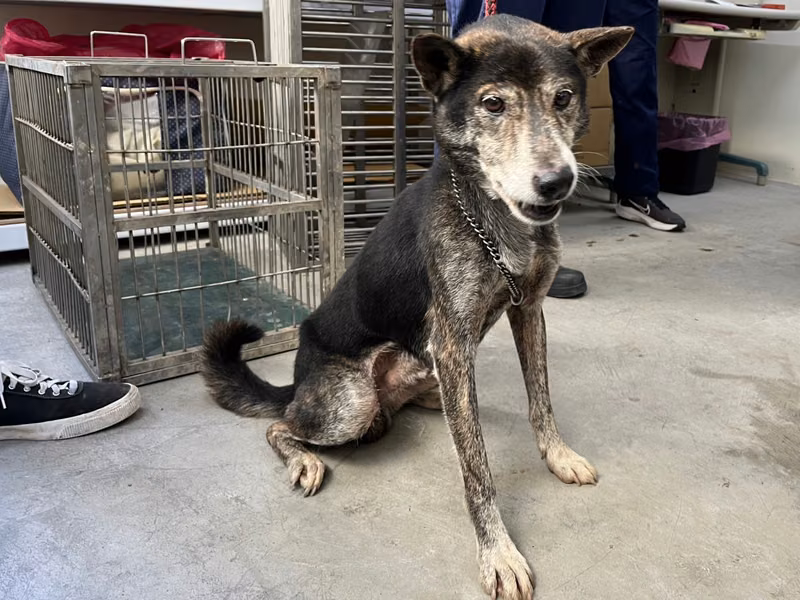 Black-and-brown adult male mixed-breed dog, Medium, shelter no. …1104